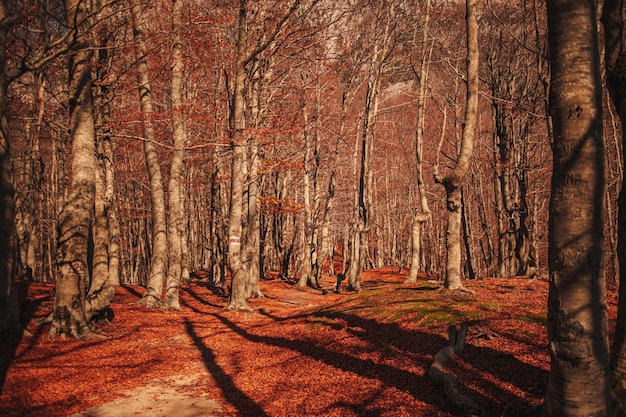 Bella foresta autunnale con sentieri escursionistici