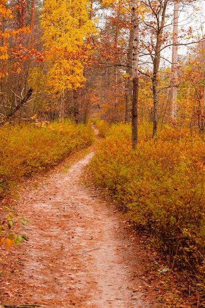 Bella foresta autunnale con un sentiero coperto di foglie