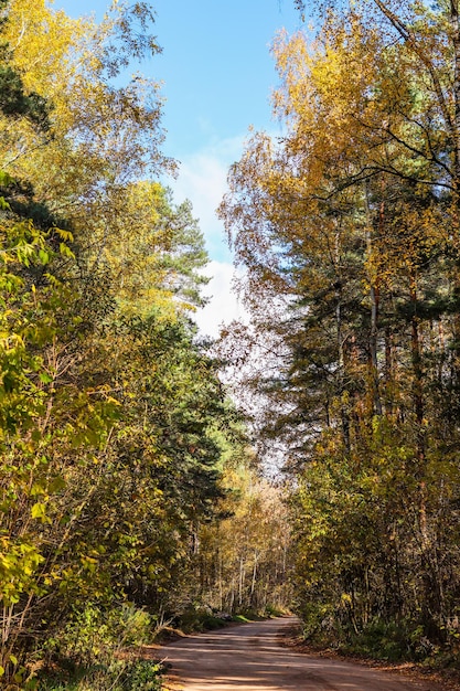 Bella foresta autunnale e strada giallo brillante foglie di alberi sfondo naturale