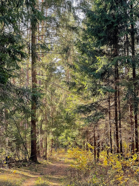 Bella foresta autunnale e strada in una giornata di sole Sfondo naturale