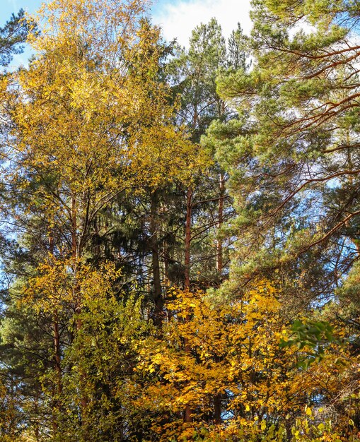 Bella foresta autunnale Foglie gialle luminose degli alberi Sfondo naturale