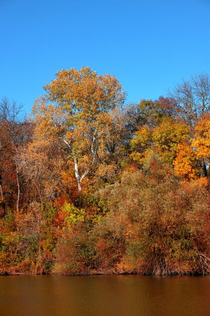 Bella foresta autunnale in riva al lago, sullo sfondo di un cielo azzurro senza nuvole