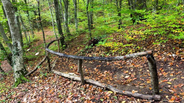 Bella foresta autunnale selvaggia con un piccolo ruscello o fiume selvaggio e colorate foglie cadute Foresta ucraina in autunno Foresta oscura