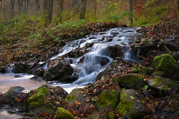 Bella foresta con acqua corrente nel torrente Concetto per la natura e l'ambiente