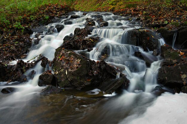 Bella foresta con acqua corrente nel torrente Concetto per la natura e l'ambiente