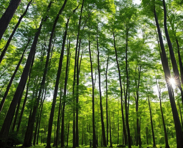 bella foresta con alberi e foglie verdi