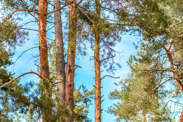 Bella foresta con alti pini fuori città in una calda giornata estiva. Vacanze estive nella natura