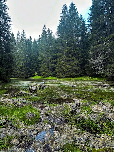 Bella foresta con diversi alberi e fiume