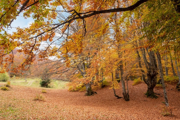 Bella foresta con fogliame dorato nel parco autunnale