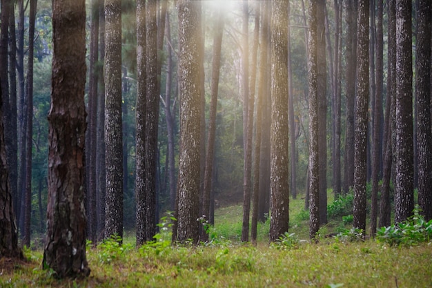 Bella foresta con la luce del sole tra gli alberi