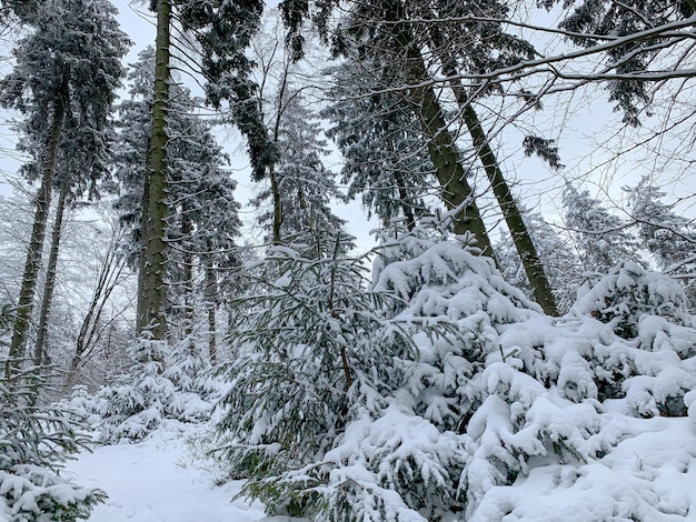 Bella foresta coperta di neve Abeti nel paesaggio invernale Giornata gelida Immagine panoramica di pino