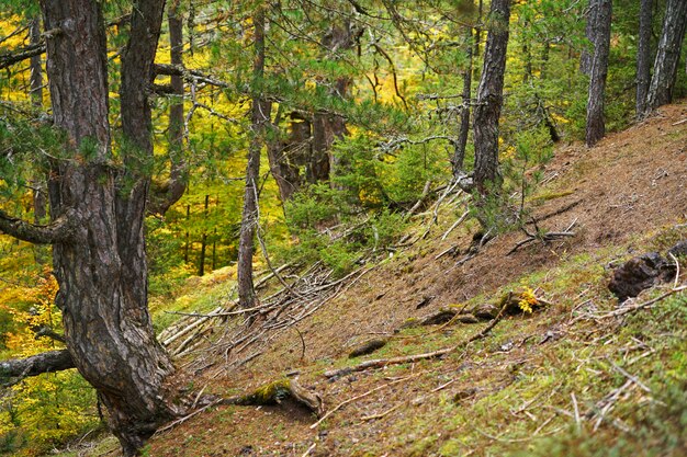 Bella foresta d'autunno