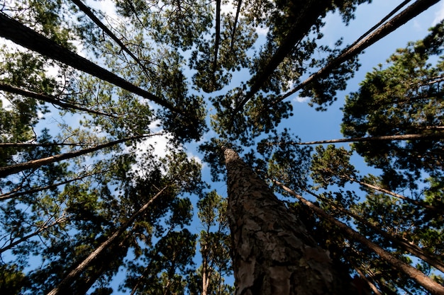 Bella foresta dei pini in chiangmai Tailandia