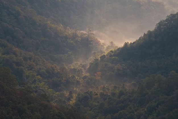 Bella foresta densa nebbiosa silhouette su una montagna con retroilluminazione in una mattina