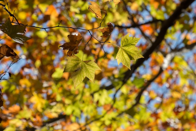 Bella foresta di autunno nella regione di Monchique, Portogallo