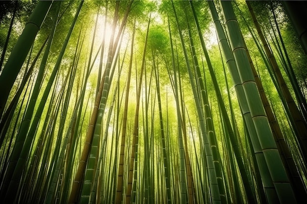 Bella foresta di bambù in primavera