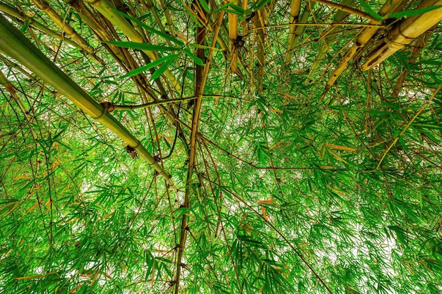 Bella foresta di bambù verde vista dal basso Fitta foresta di bambù in una giornata di sole Vista dal basso I raggi del sole che irrompono attraverso il fogliame Sfondo naturale