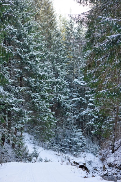 Bella foresta di conifere verde invernale sulle pendici delle montagne Attività ricreative all'aperto nella stagione invernale