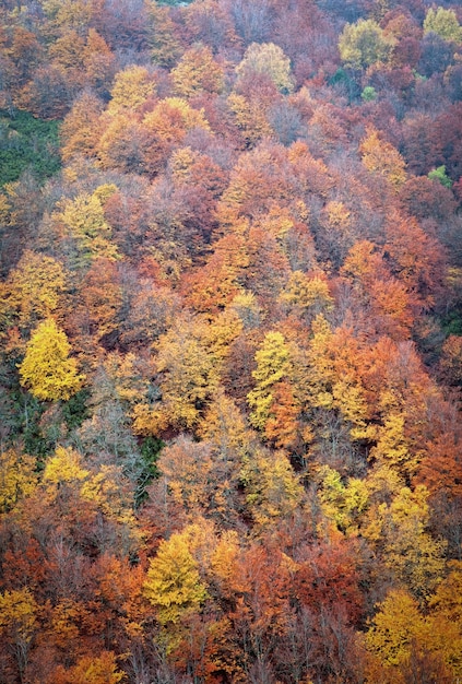 Bella foresta di faggi in autunno.v