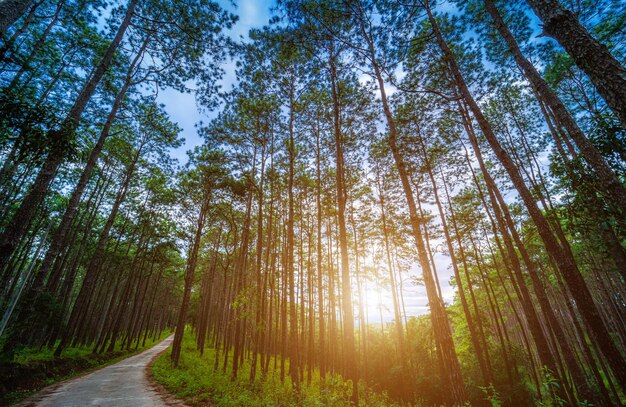 Bella foresta di larici con alberi diversi, verde foresta di pini sulla montagna sul sentiero natura al Doi Bo Luang Forest Park, Chiang Mai, Thailandia al mattino.