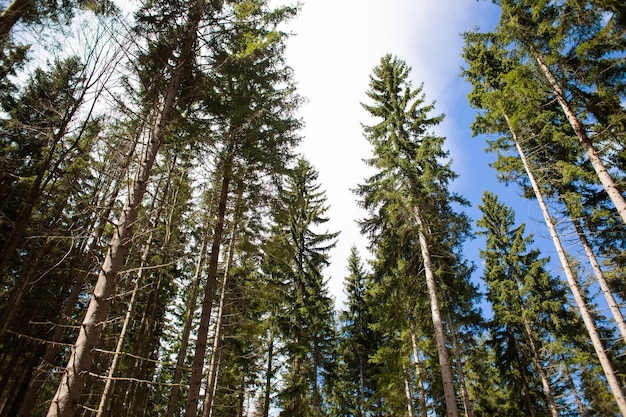 Bella foresta di montagna I pini al sole