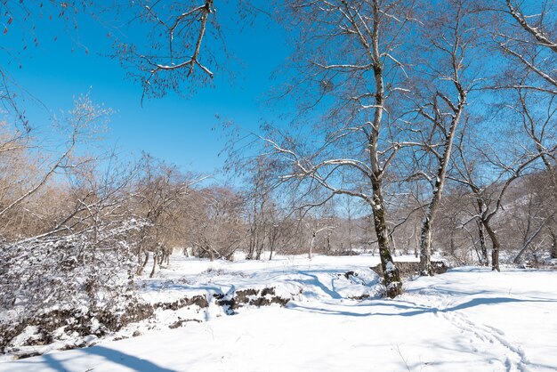 Bella foresta di montagna invernale coperta di neve