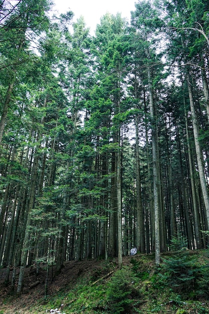 Bella foresta di pini alti