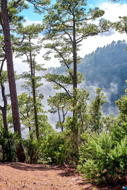 Bella foresta di pini in alto nelle montagne di La Palma Isole Canarie Spagna Paesaggio panoramico con alberi ad alto fusto e foglie verdi lussureggianti in natura in una soleggiata giornata estiva con nuvole sullo sfondo
