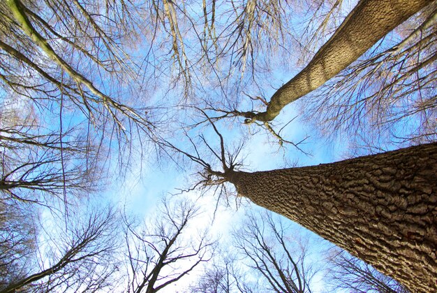 Bella foresta e cielo d'inverno