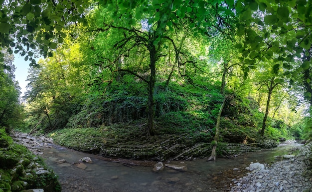 Bella foresta e fiume di montagna nel canyon di Psakho, Krasnodar Krai, Russia.