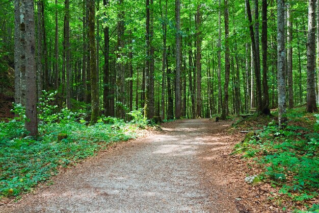 Bella foresta estiva con sentiero e panchina