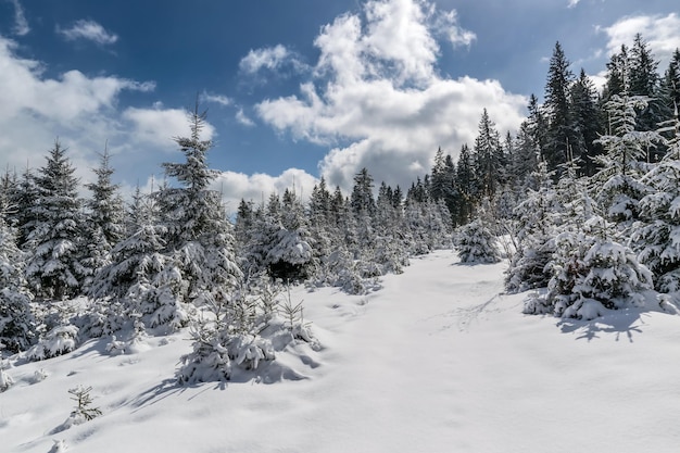 Bella foresta fatata invernale alla luce del sole, paesaggio