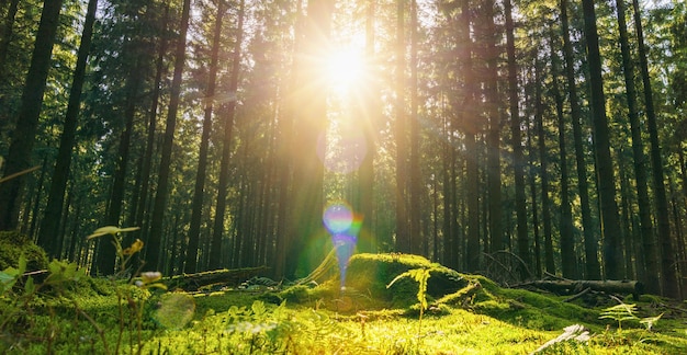 Bella foresta in autunno con un sole splendente che splende attraverso gli alberi