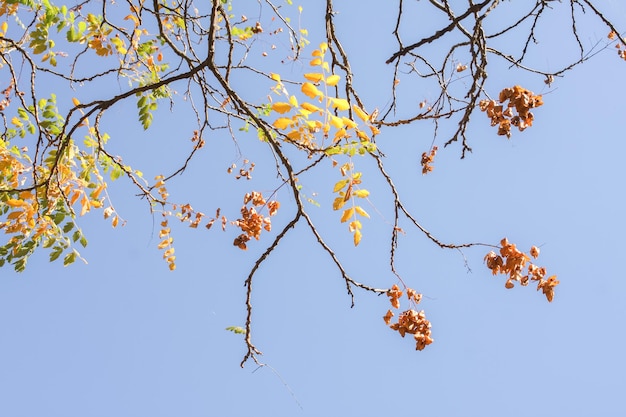 Bella foresta in autunno