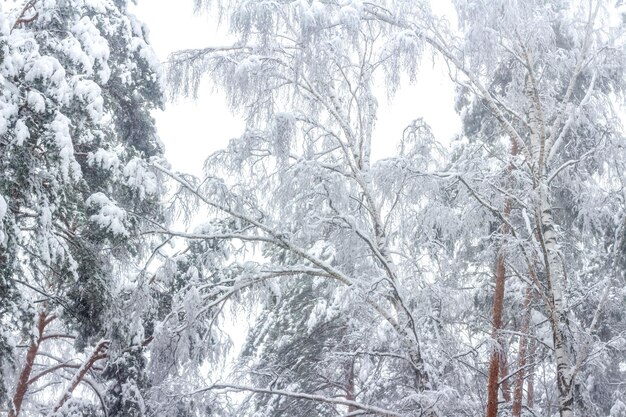 Bella foresta invernale. Alberi dopo una grande nevicata