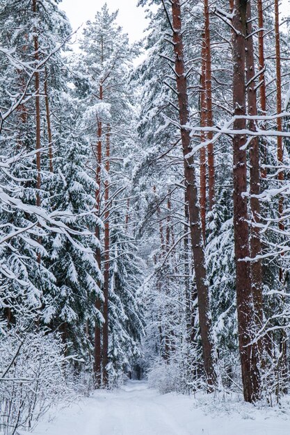 Bella foresta invernale con alberi di neve Fiaba Immagine verticale in tonalità blu