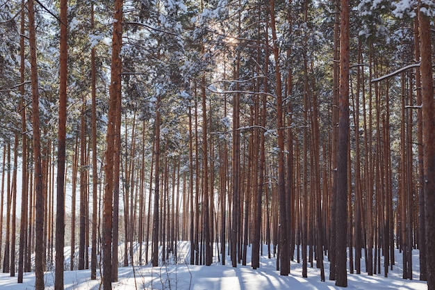 Bella foresta invernale con pista da sci. Alti pini innevati in tempo soleggiato.