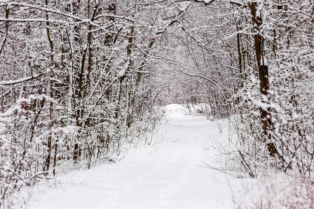 Bella foresta invernale con un sentiero battuto