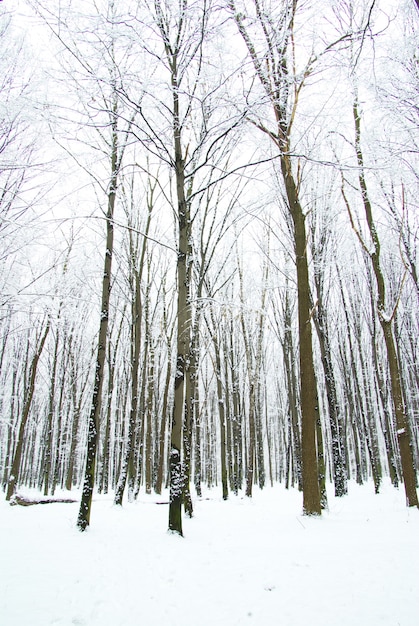 Bella foresta invernale e la strada