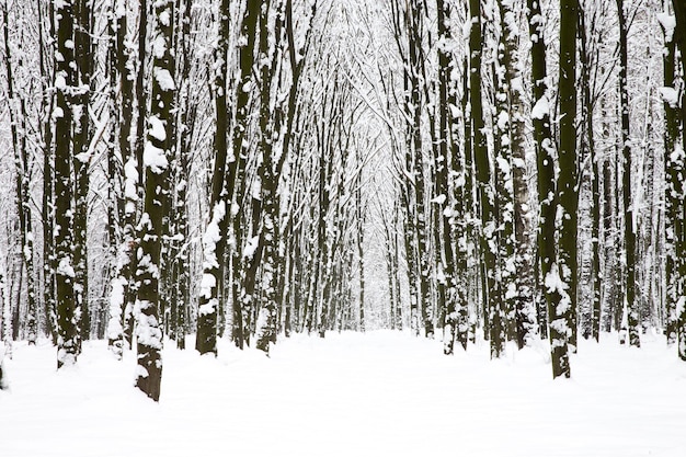 Bella foresta invernale e la strada