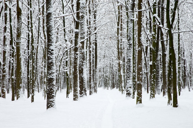 Bella foresta invernale e la strada