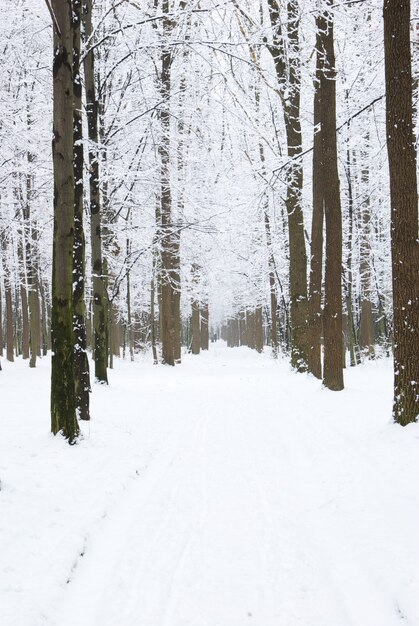 Bella foresta invernale e la strada