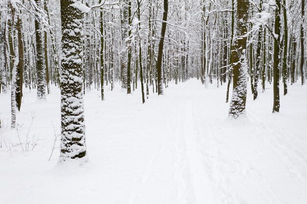 Bella foresta invernale e la strada