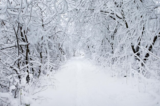 Bella foresta invernale e la strada