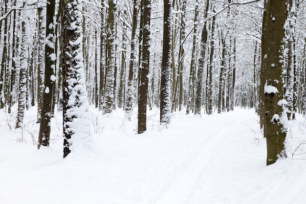 Bella foresta invernale e la strada