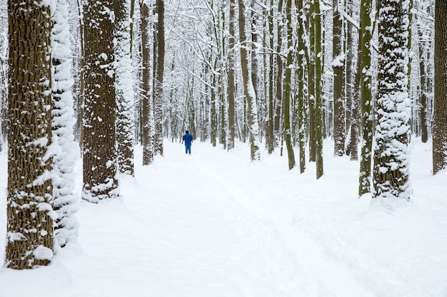 Bella foresta invernale e la strada