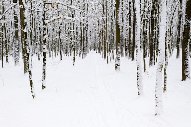 Bella foresta invernale e la strada