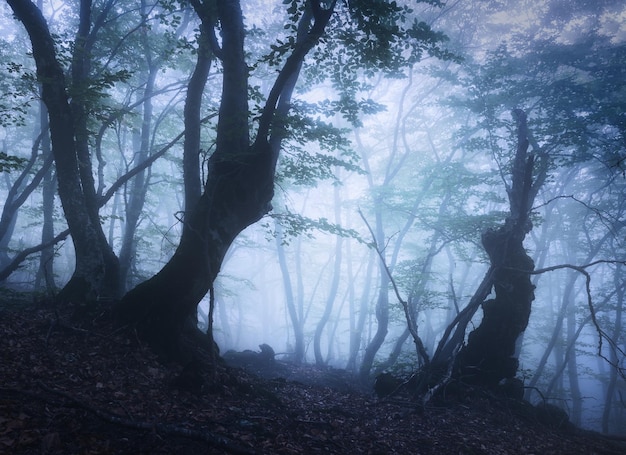 Bella foresta mistica nella nebbia blu in primavera al tramonto Boschi scuri Paesaggio colorato con alberi incantati con foglie verdi nella nebbia Scenario con sentiero nella foresta nebbiosa sognante Sfondo della natura