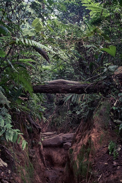 Bella foresta per guardare l'aria fresca fresca da respirare