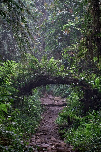 Bella foresta per guardare l'aria fresca fresca da respirare